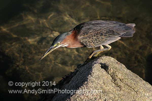 Green Heron in Cabo